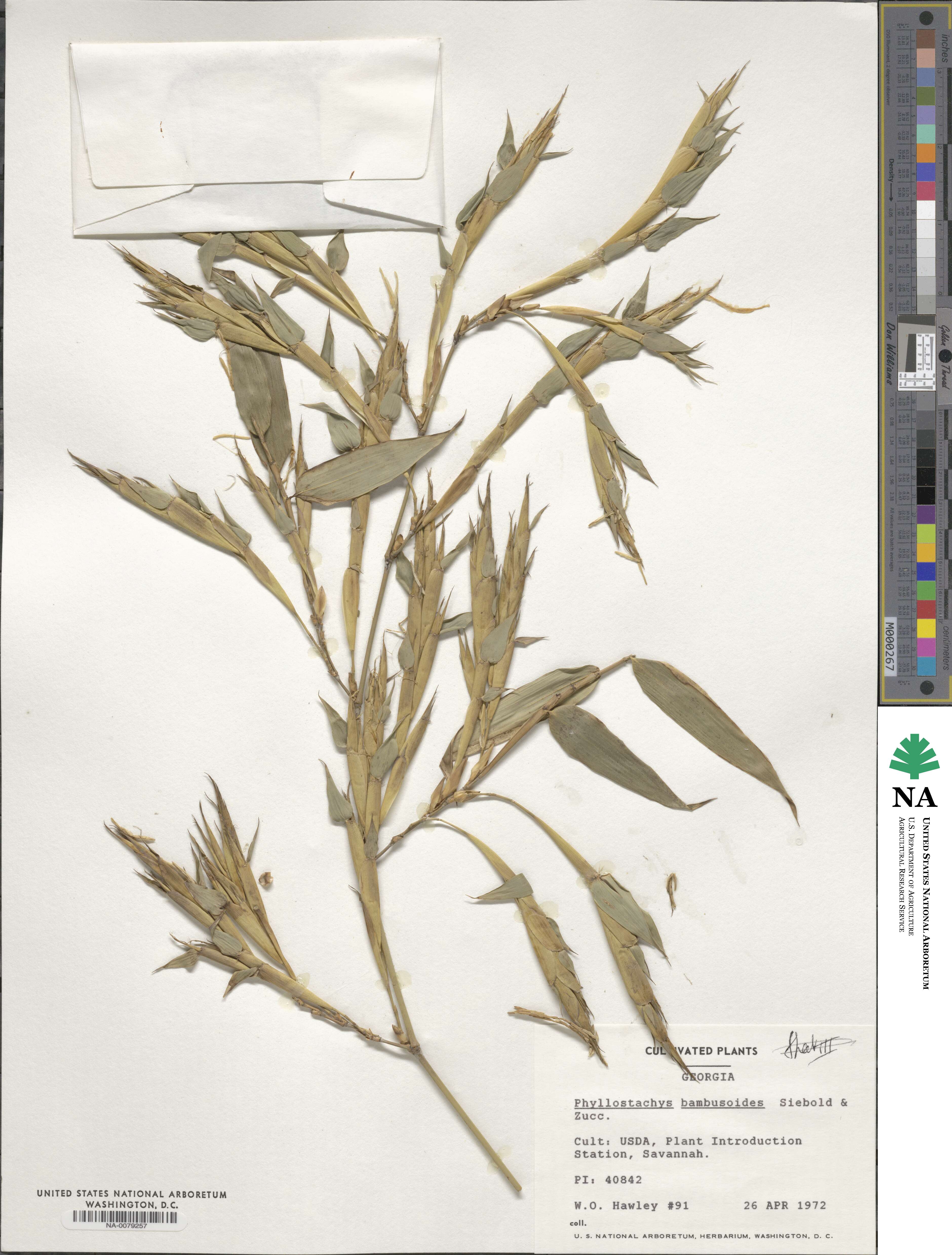 Phyllostachys image