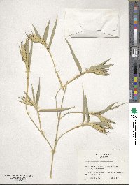 Phyllostachys reticulata image