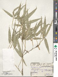 Phyllostachys reticulata image