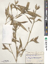 Phyllostachys reticulata image