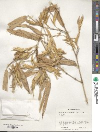 Phyllostachys reticulata image