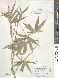 Phyllostachys reticulata image