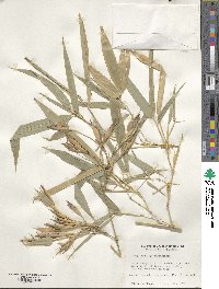 Phyllostachys reticulata image