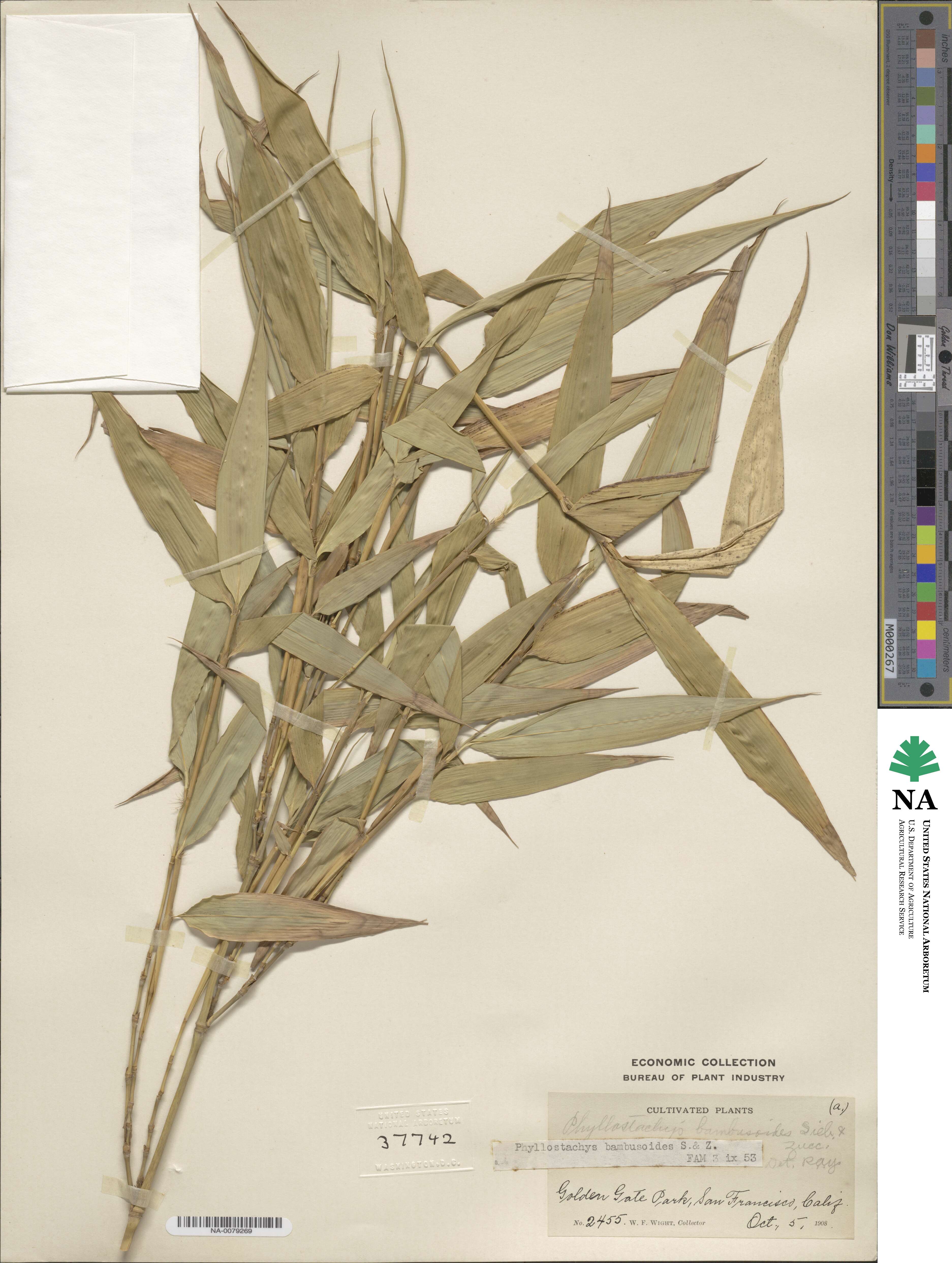 Phyllostachys reticulata image