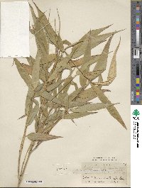 Phyllostachys reticulata image