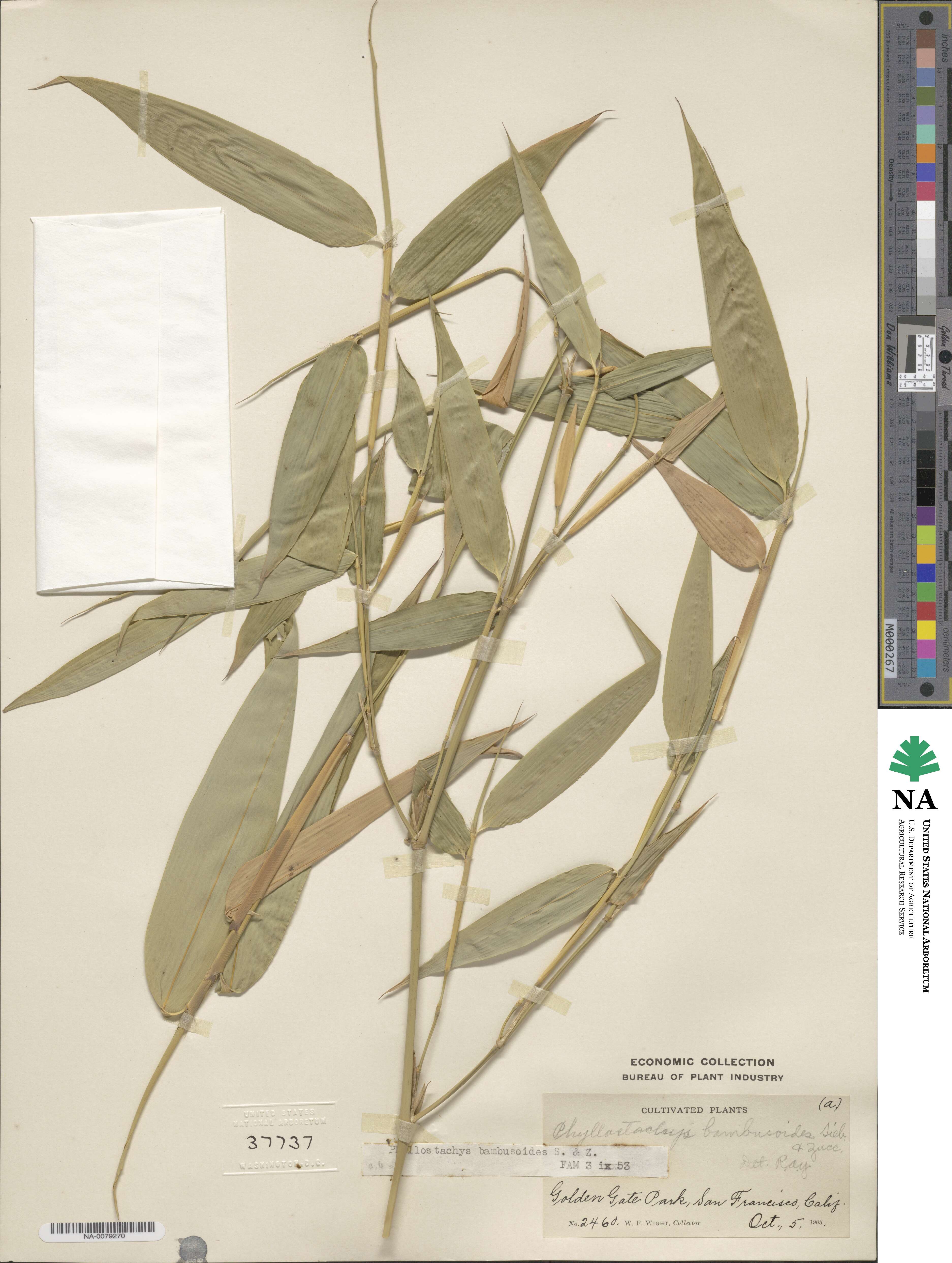 Phyllostachys reticulata image