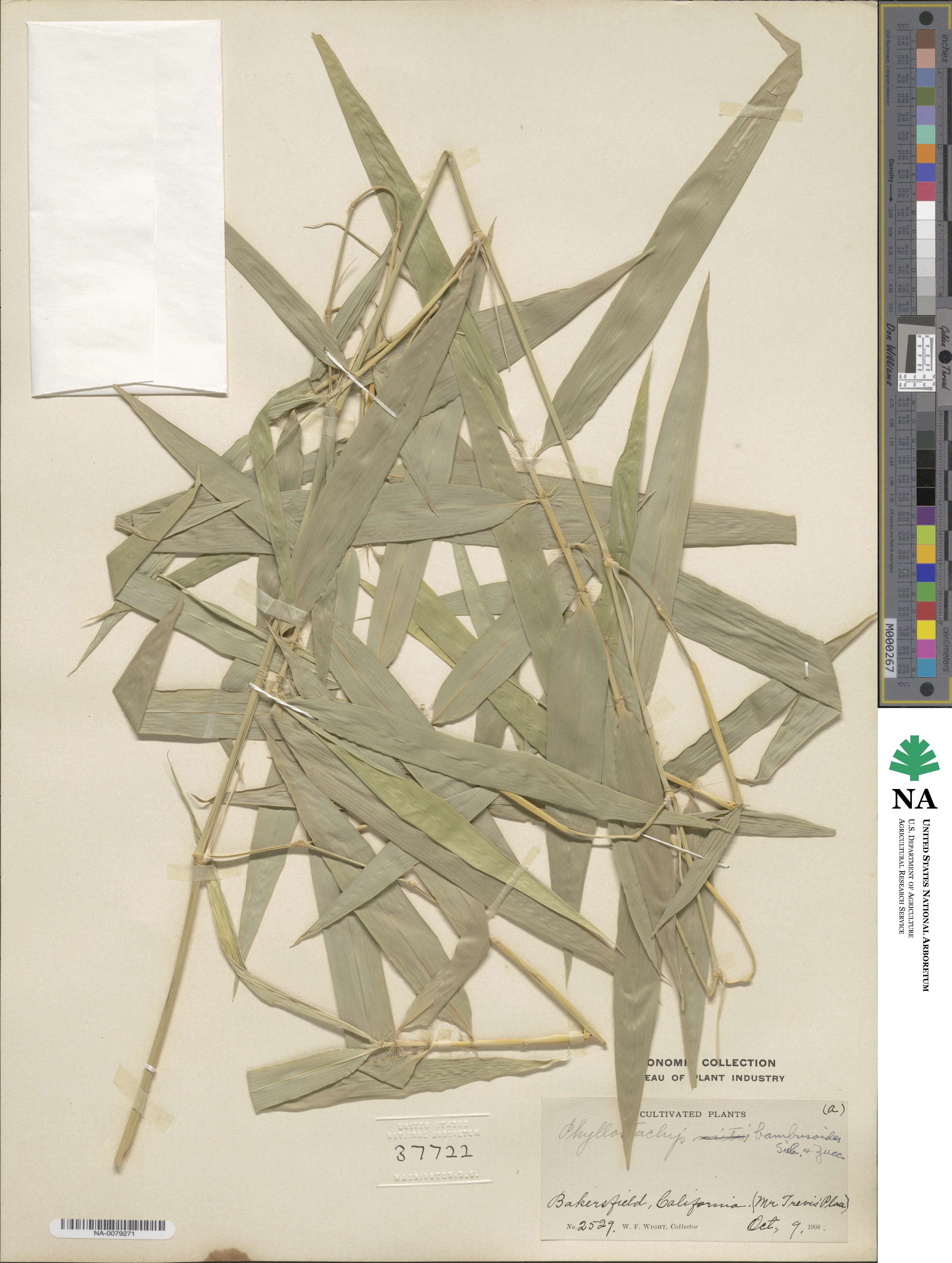 Phyllostachys reticulata image