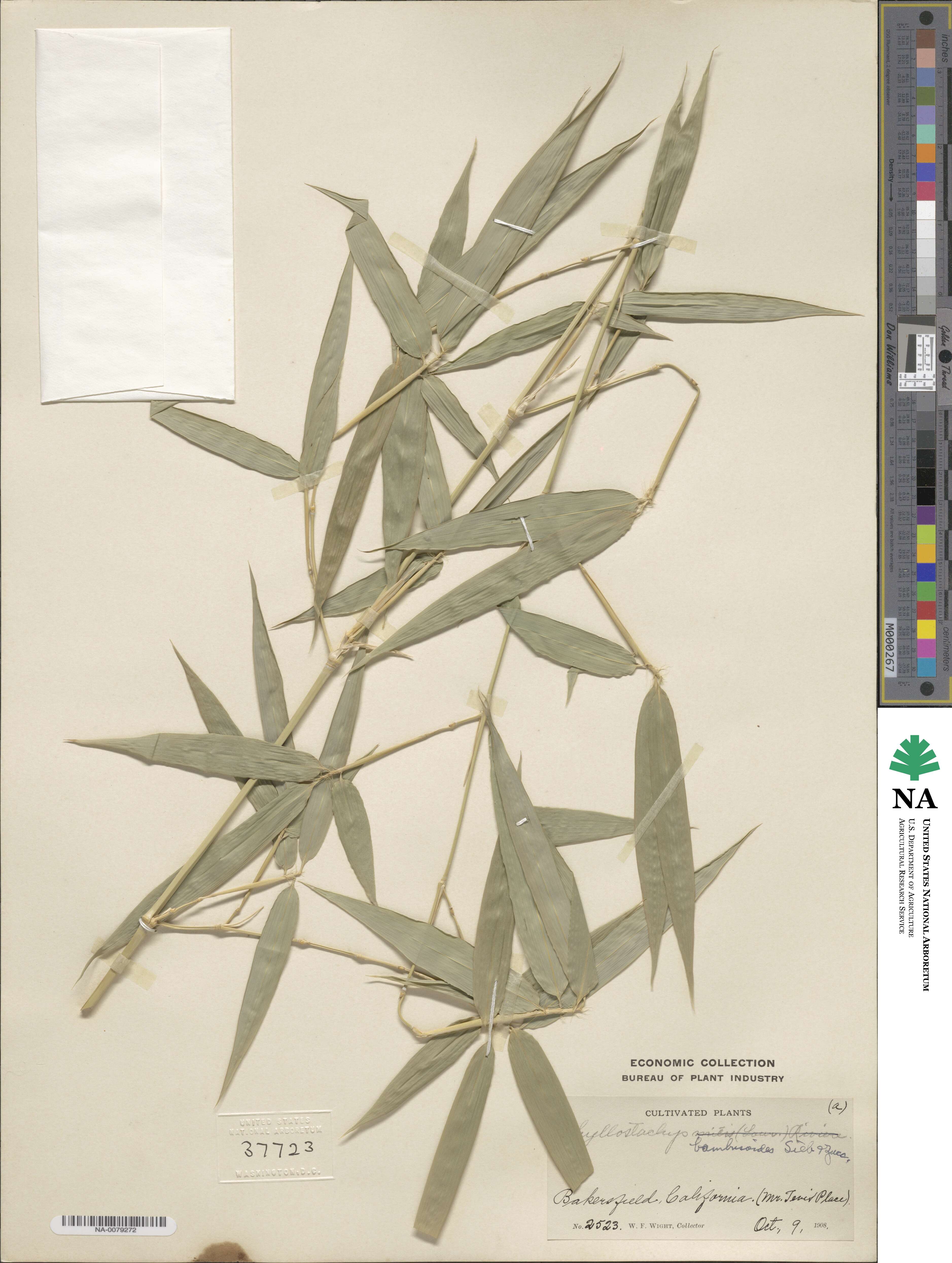 Phyllostachys reticulata image