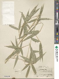 Phyllostachys reticulata image