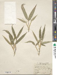 Phyllostachys reticulata image