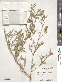 Phyllostachys mannii image