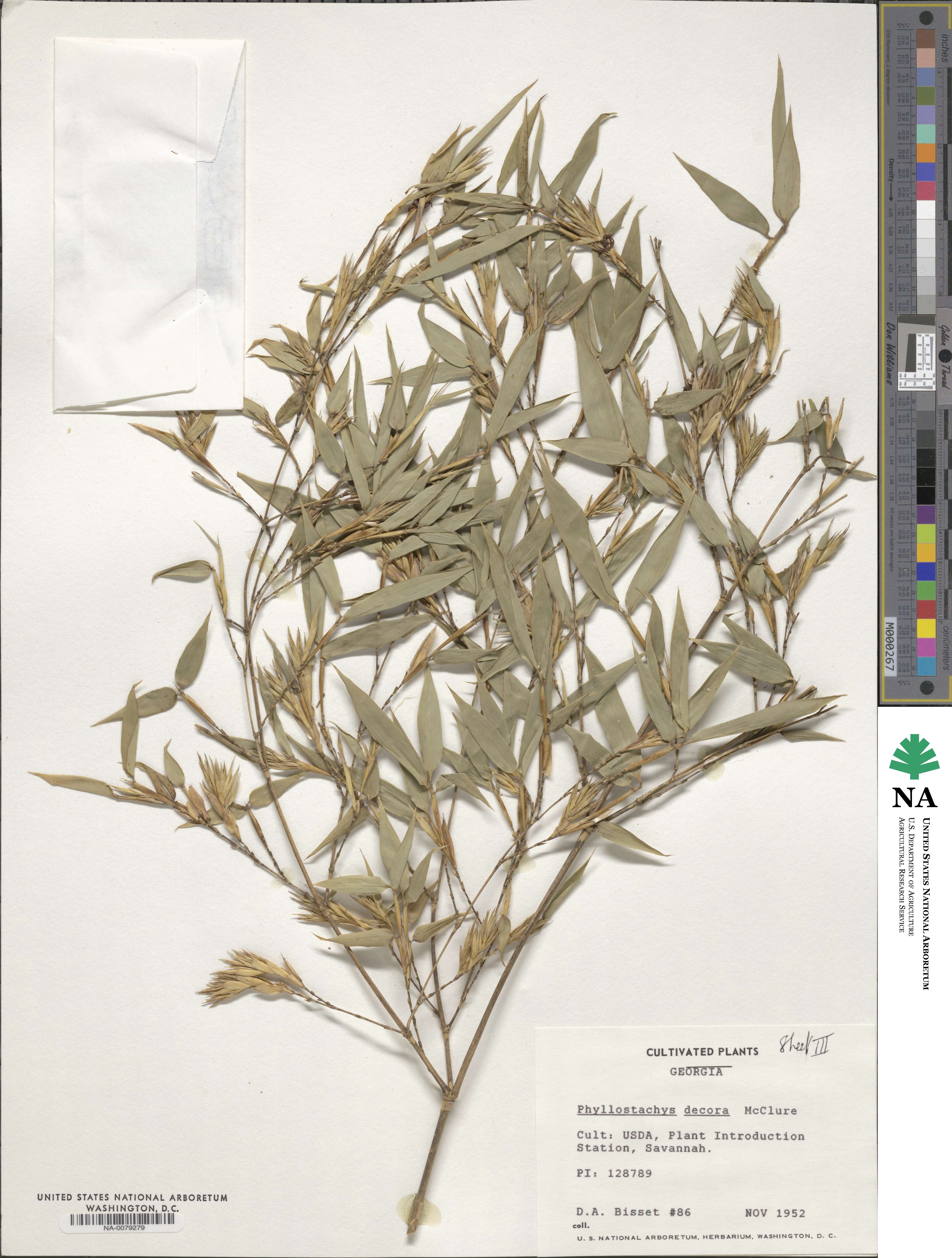 Phyllostachys mannii image