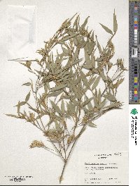 Phyllostachys mannii image