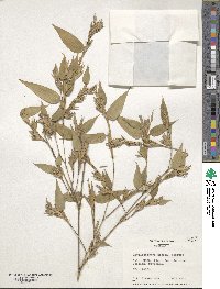 Phyllostachys mannii image