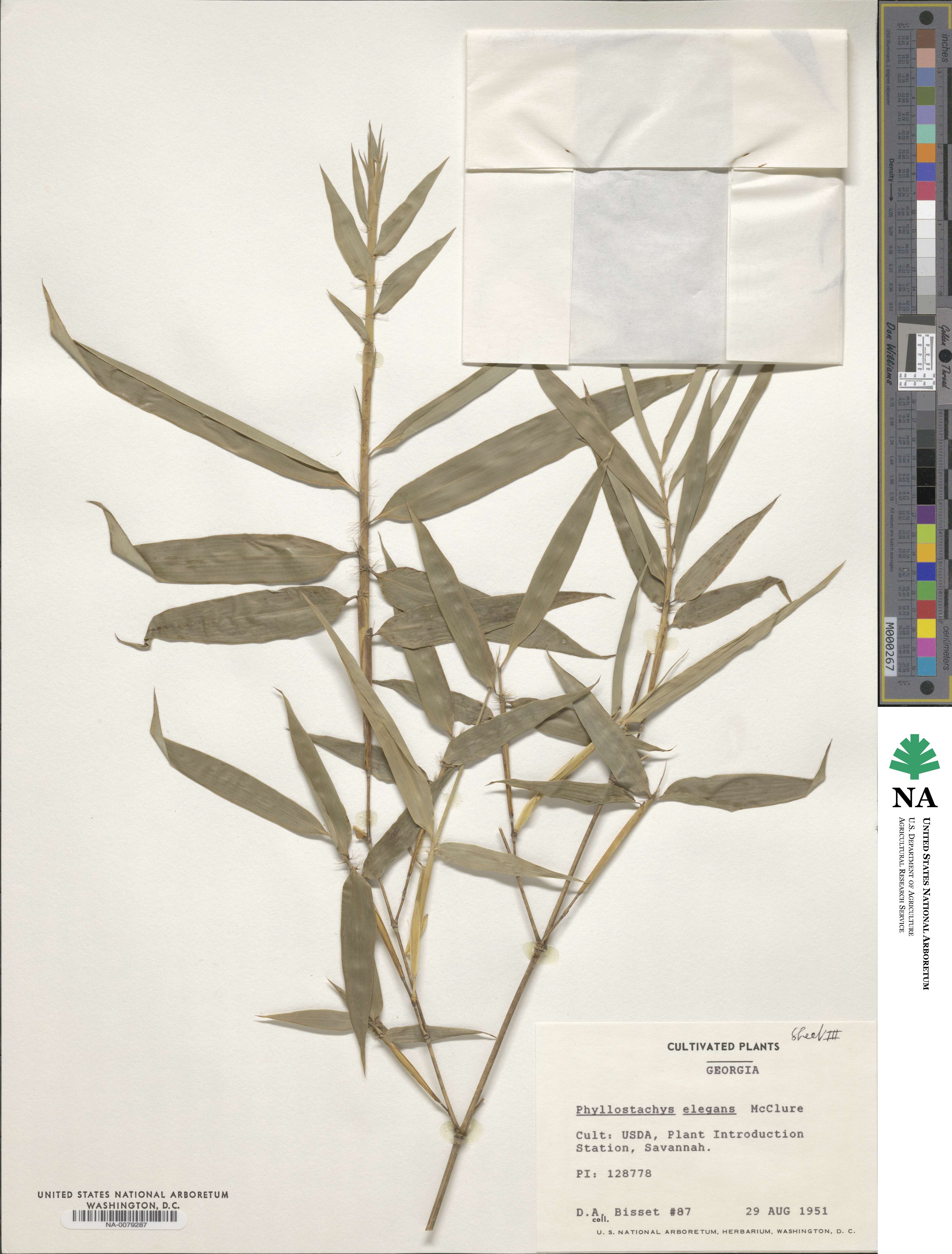 Phyllostachys elegans image