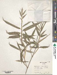 Phyllostachys elegans image