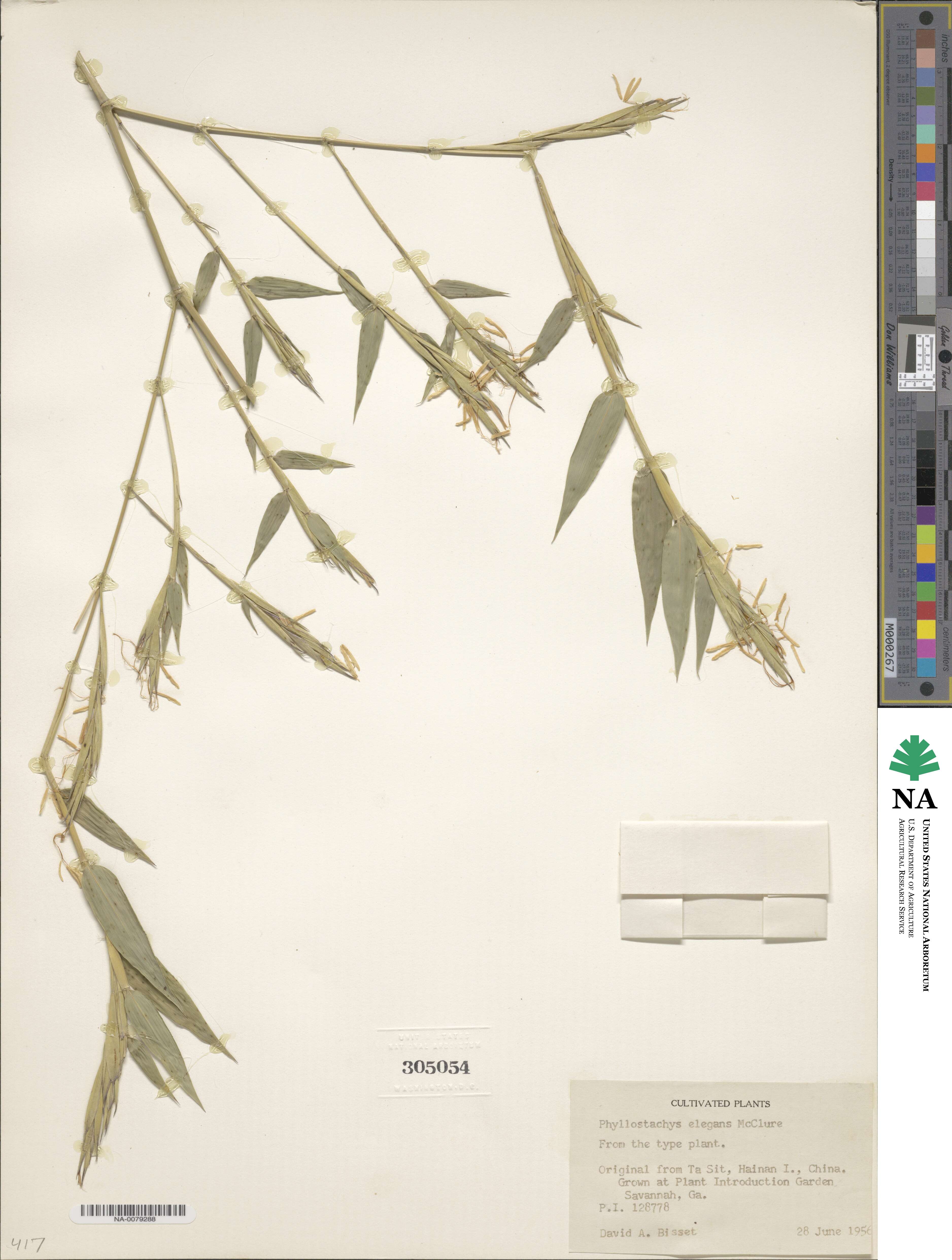 Phyllostachys elegans image