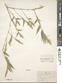 Phyllostachys elegans image