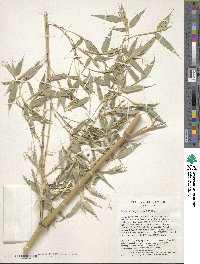 Phyllostachys flexuosa image