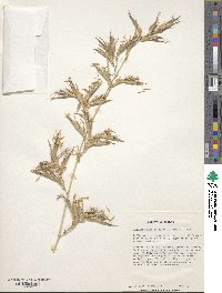 Phyllostachys flexuosa image