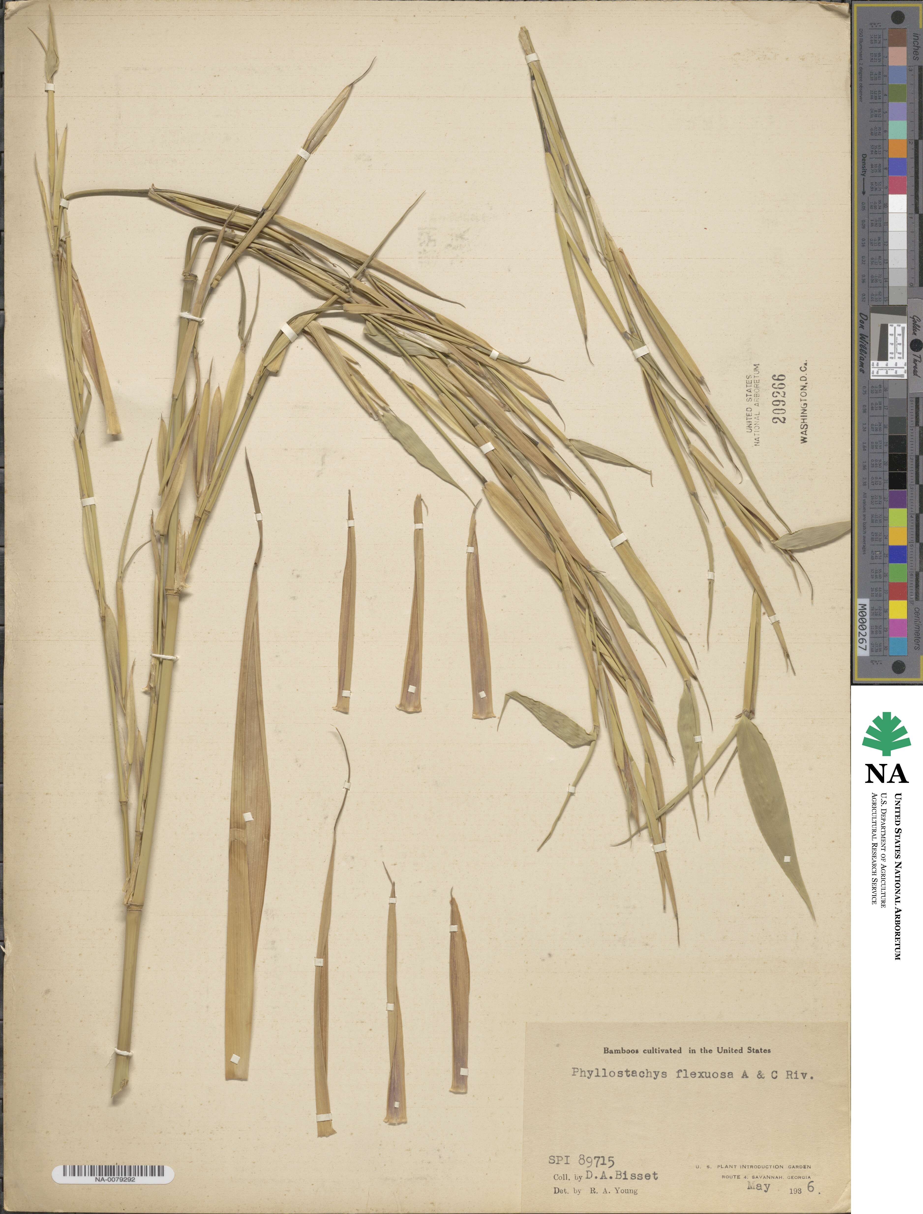 Phyllostachys flexuosa image