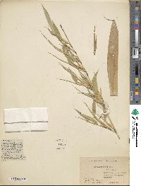 Phyllostachys flexuosa image