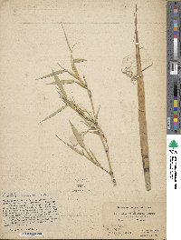 Phyllostachys flexuosa image