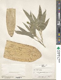 Phyllostachys nigra var. henonis image