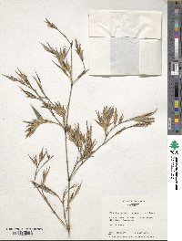 Phyllostachys meyeri image