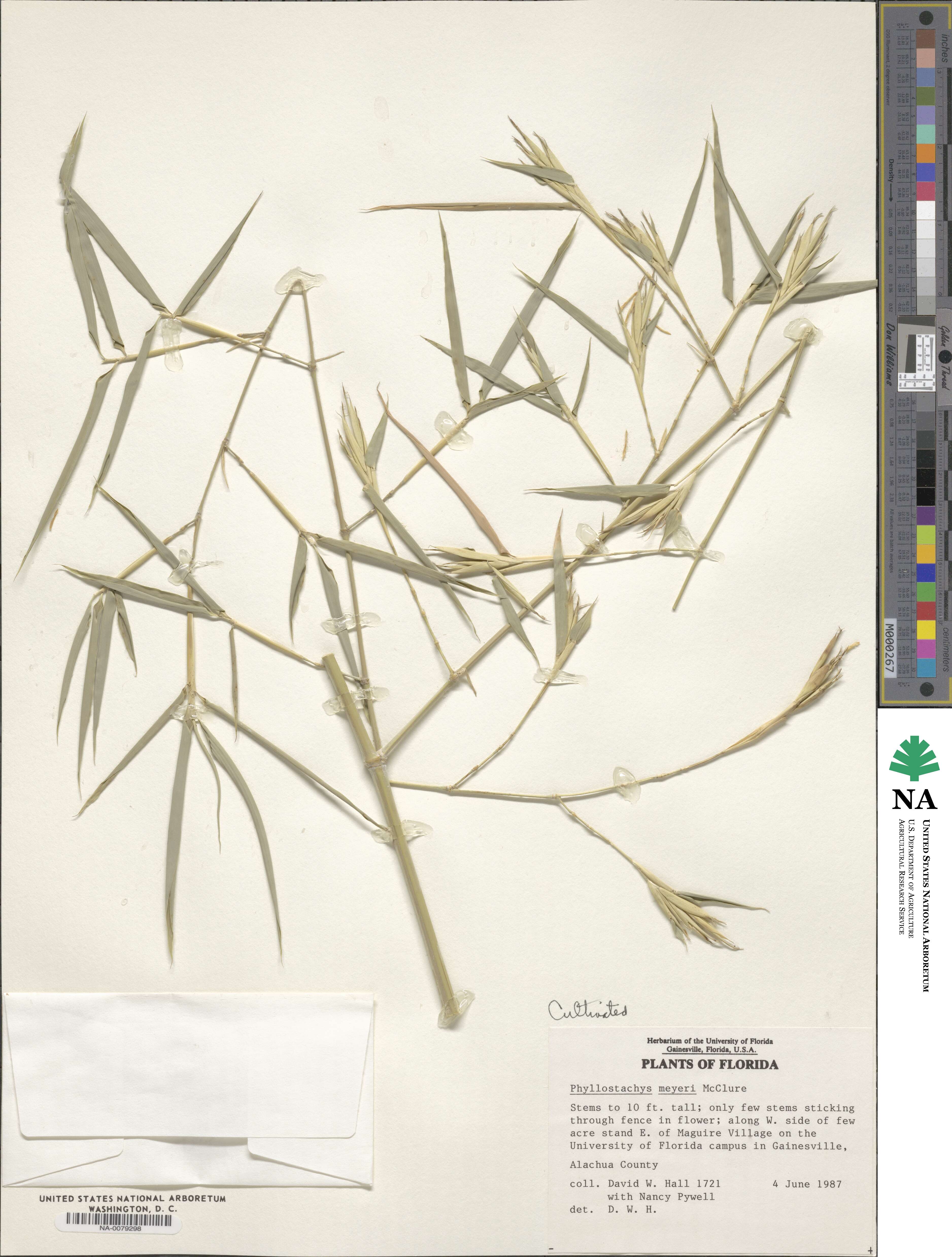 Phyllostachys meyeri image