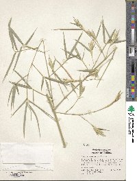 Phyllostachys meyeri image