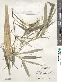 Phyllostachys meyeri image