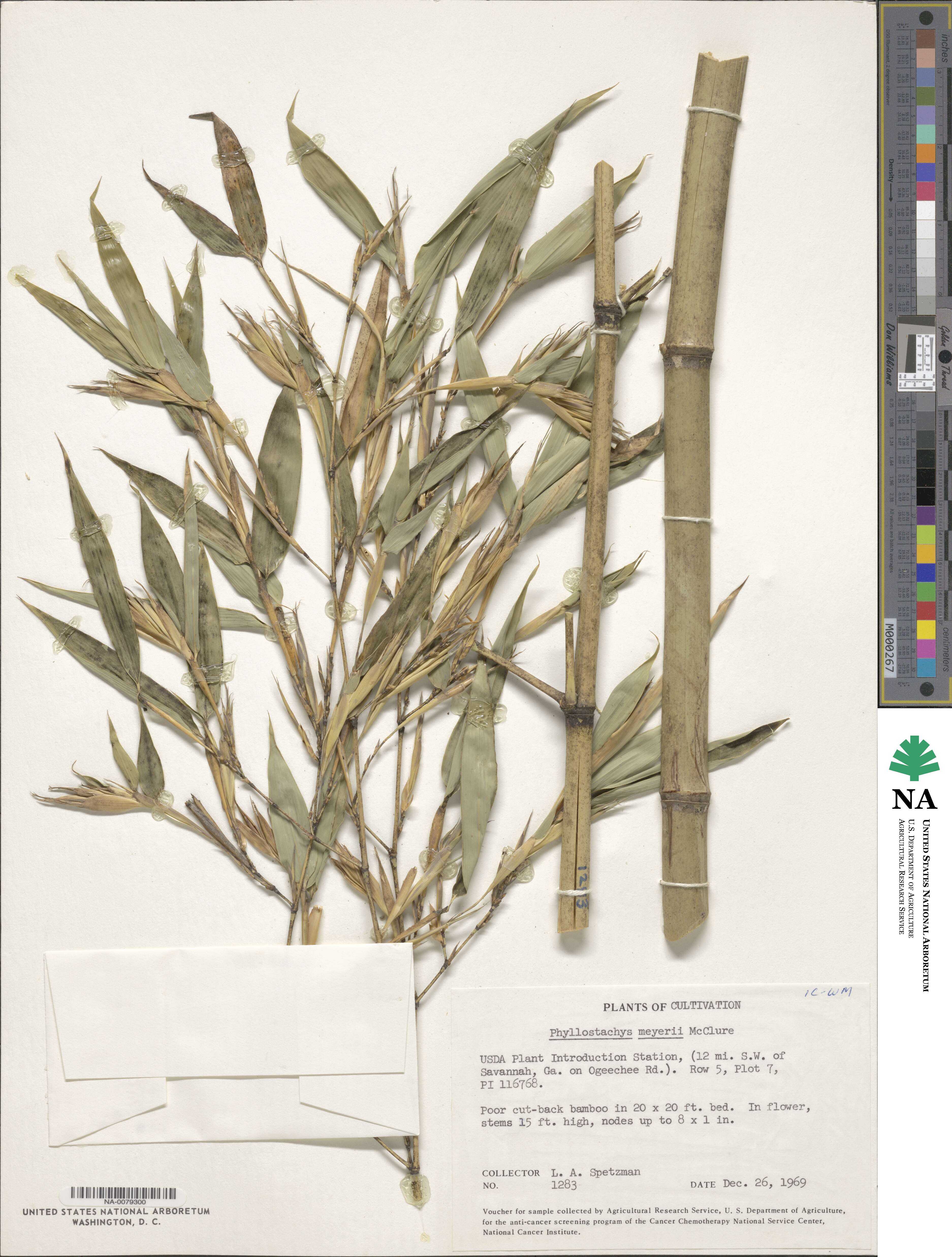 Phyllostachys meyeri image