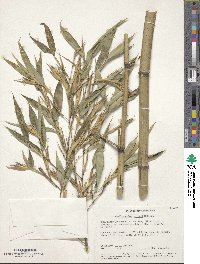 Phyllostachys meyeri image