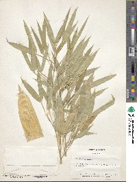 Phyllostachys nigra image