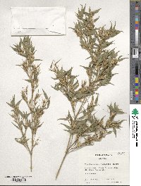 Phyllostachys nidularia image