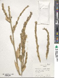 Phyllostachys nidularia image