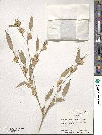 Phyllostachys nidularia image