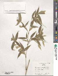 Phyllostachys nidularia image