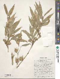 Phyllostachys nidularia image