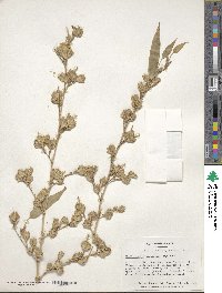 Phyllostachys nidularia image