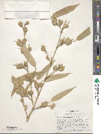 Phyllostachys nidularia image