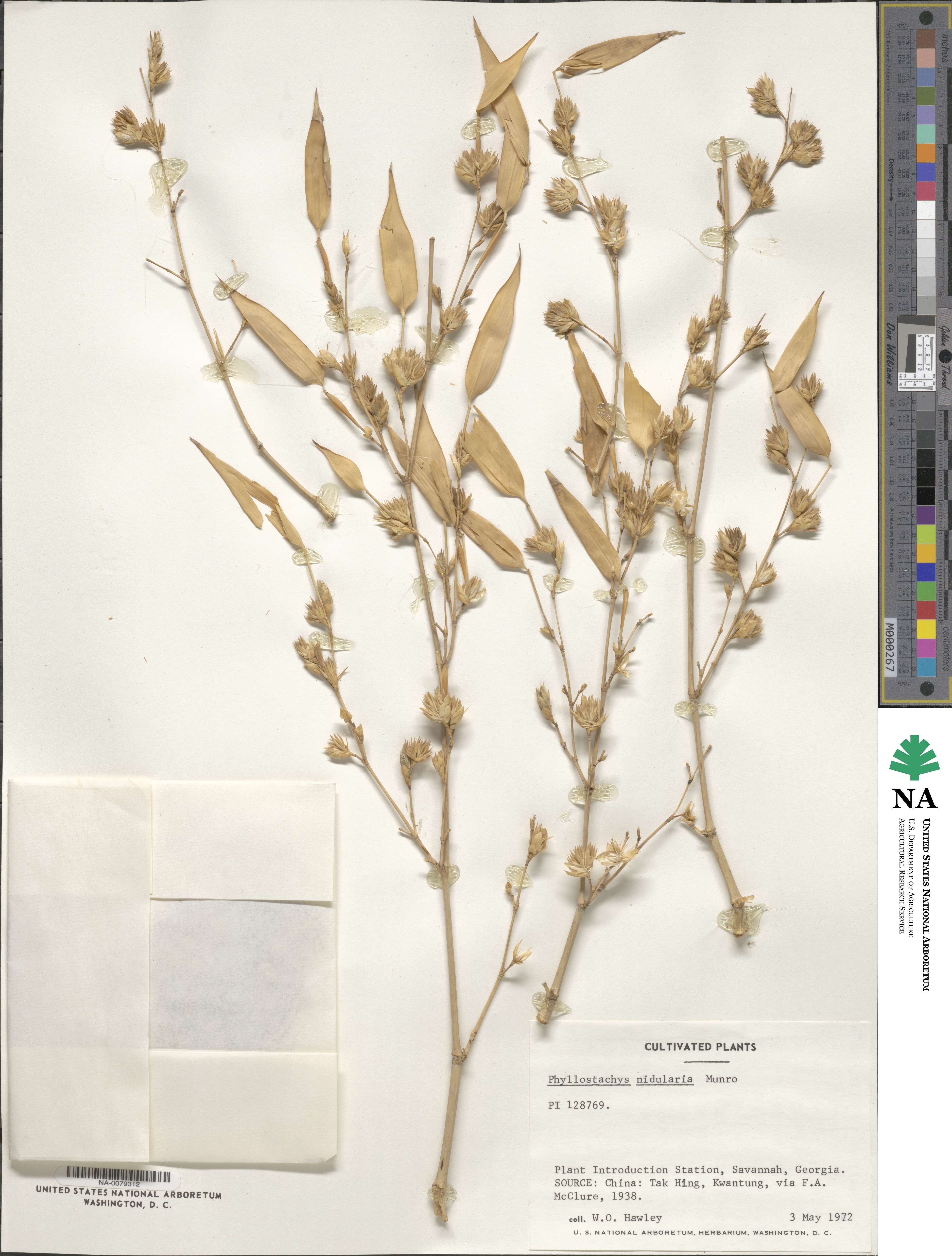Phyllostachys nidularia image