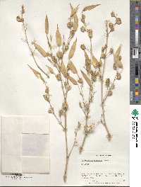 Phyllostachys nidularia image