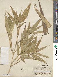 Phyllostachys reticulata image