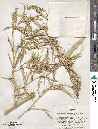 Phyllostachys reticulata image