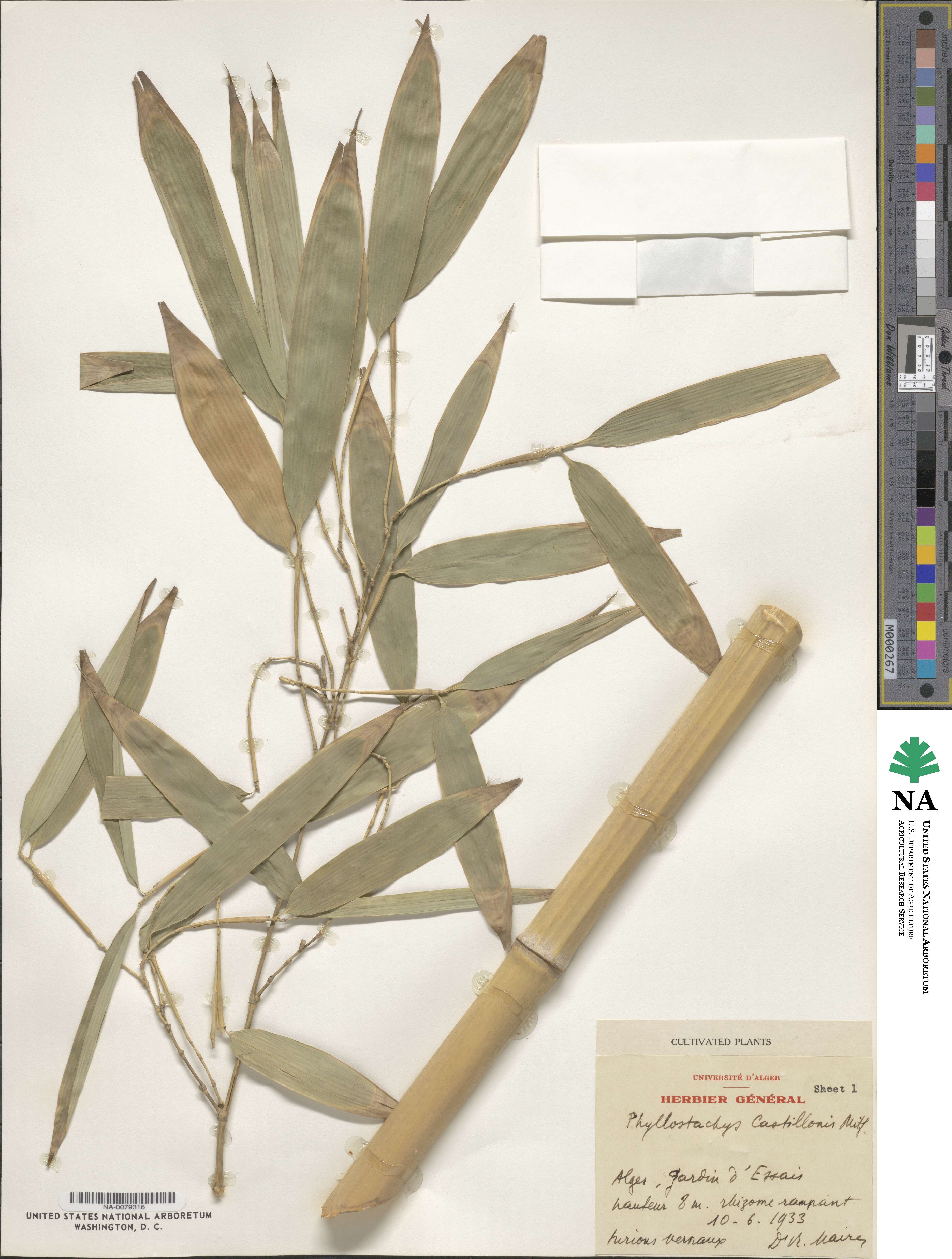 Phyllostachys reticulata 'Castillon' image