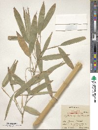 Phyllostachys reticulata 'Castillon' image