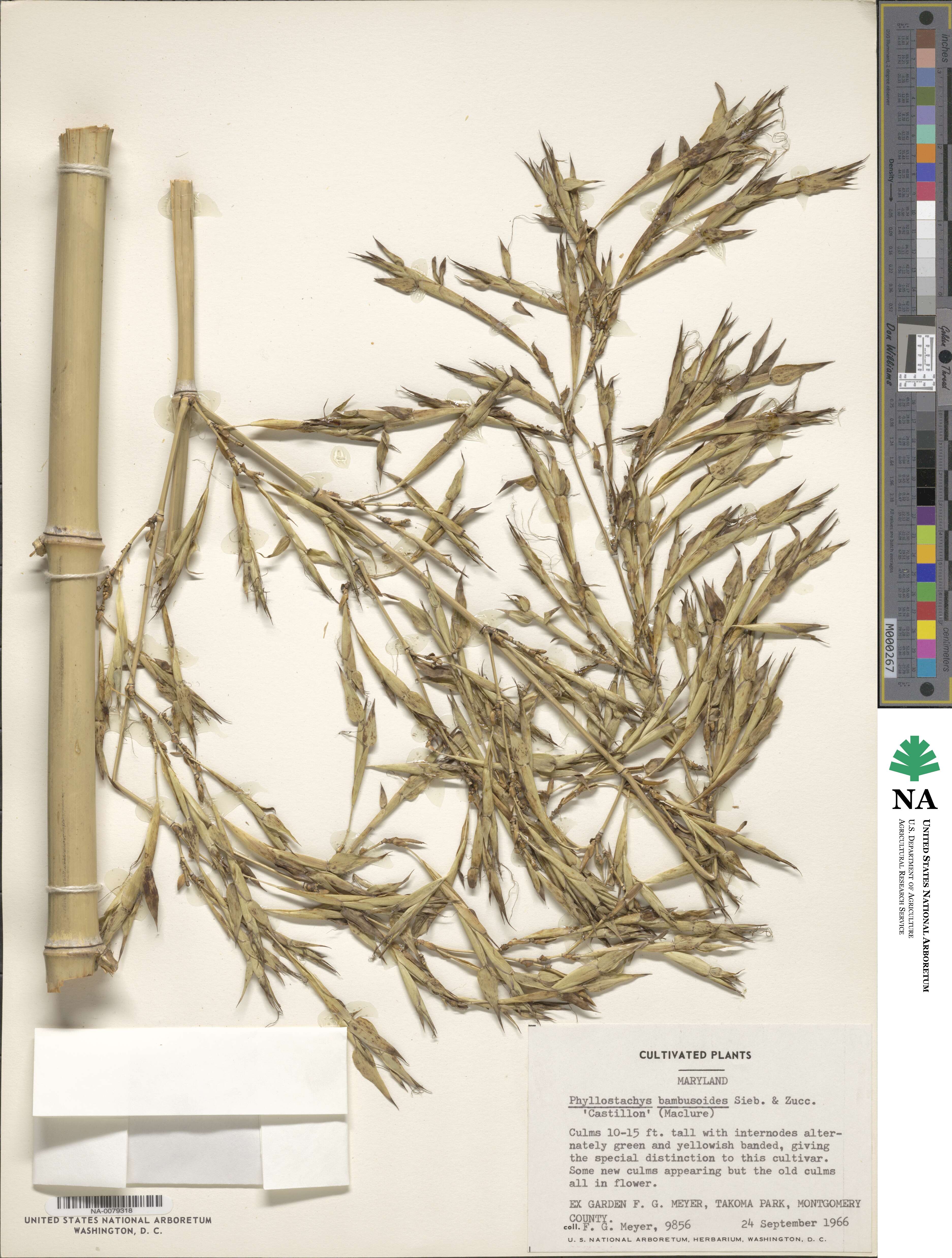 Phyllostachys reticulata 'Castillon' image