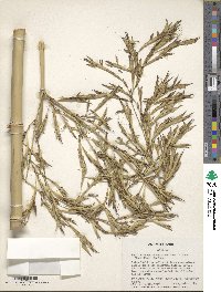 Phyllostachys reticulata image